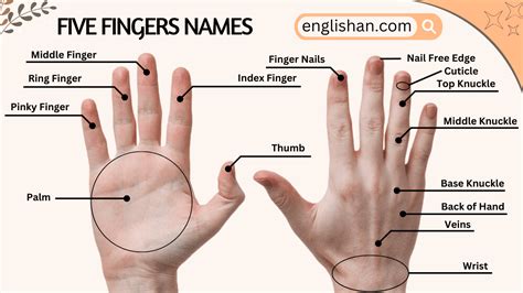 fingers names  english  pictures englishan