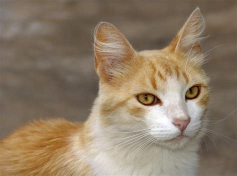 Governo australiano declara guerra aos gatos - Click Guarulhos