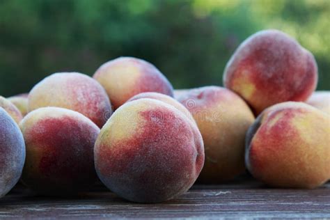Fuzzy Peaches Growing stock image. Image of harvest, fuzzy - 13966599