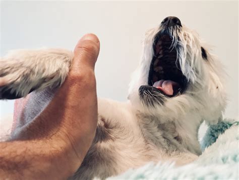 The Top 10 Things Veterinarians Wish You Wouldn't Do