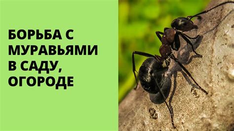 БОРЬБА С МУРАВЬЯМИ В САДУ И ОГОРОДЕ! МУРАВЬИ ! ! ! ВСЕ КО МНЕ ! - YouTube