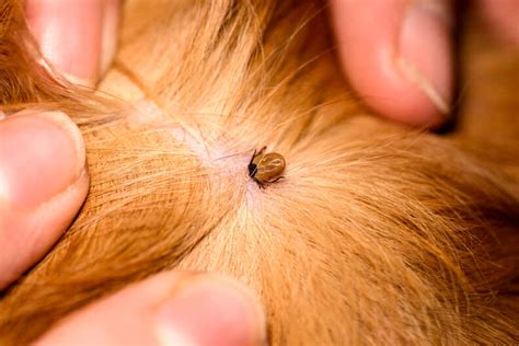 Dog Skin Tag: Here’s How To Tell It Apart From Other Skin Issues ...