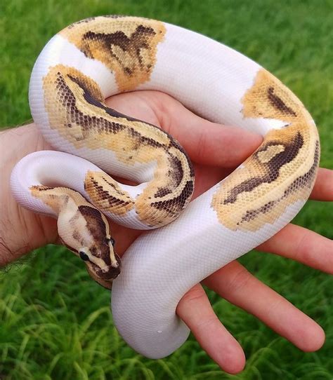 ball python ball python snake pet snake pet lovers pets  home pet
