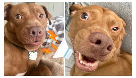 tatum  talking rescue dog  melting hearts   internet