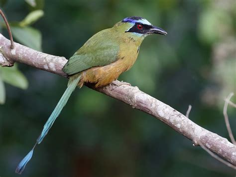 Amazonian Motmot - Momotus momota - Birds of the World