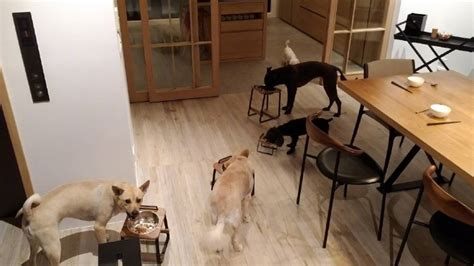 protecting  precious pets  home steffenloghomes