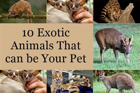 10 Exotic Animals That can be Your Pet