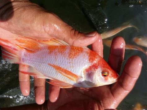 calon indukan ikan nila kualitas unggul bersertifikat benih ikan nila