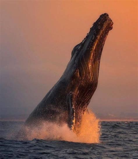Cachalote | Whale, Ocean creatures, Marine animals