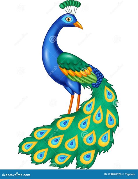 cartoon beautiful peacock stock vector illustration  happy