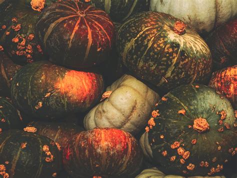 quick guide  growing squash agriculture monthly