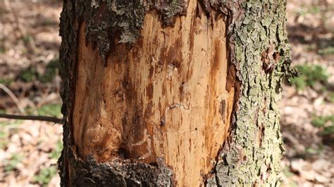 tree  dying  red flags