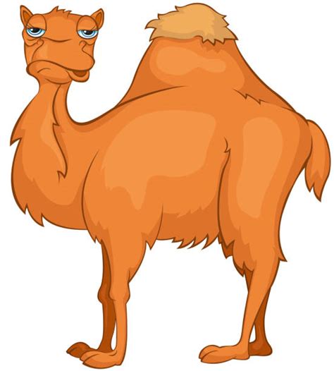 Best Cartoon Of Funny Camel Face Illustrations, Royalty-Free Vector ...