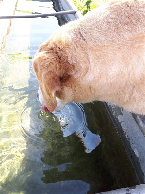 The Importance of Water to your Dogs Health — Hedgerow Hounds
