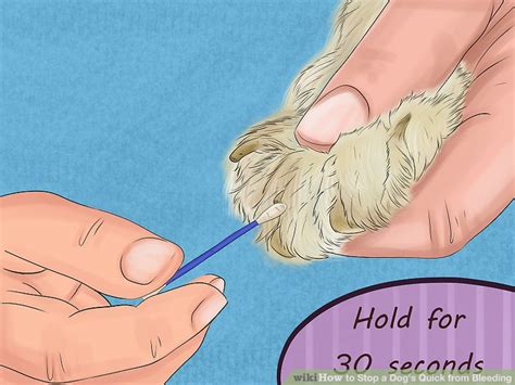 easy ways  stop  dogs quick  bleeding wikihow