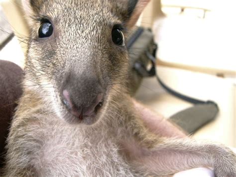 Free baby wallaby Stock Photo - FreeImages.com