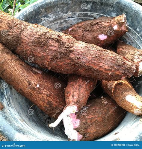 Cassava Traditional Indonesia Food Stock Photo - Image of soil