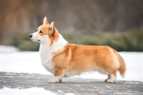 corgis  tails  birth  reasons  tail docking