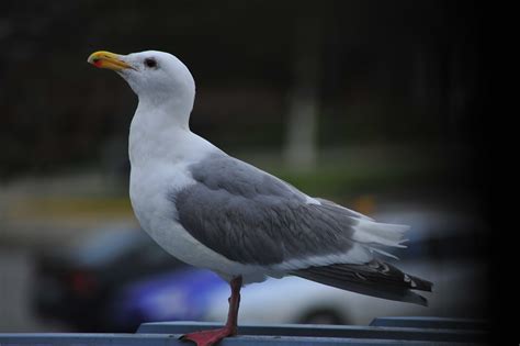 Free photo: Seagull - Animal, Ocean, Ornithology - Free Download - Jooinn