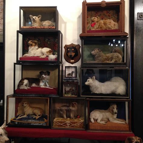 The Ministry of Curiosity: Taxidermy at the Morbid Anatomy Museum