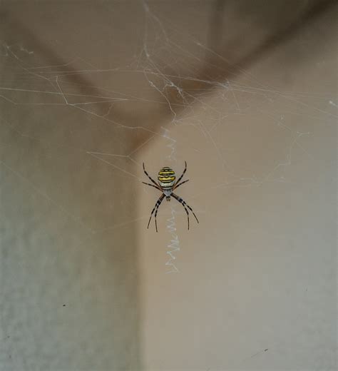 Absolute chaos surrounding the regular web. : spiderbro