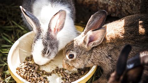 rabbit eating   lisa hawke blog