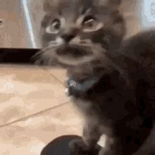 Kitten Rage GIF - Kitten Rage Angrykitten - Discover & Share GIFs