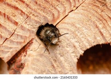 8,017 Wild Bee Habitat Images, Stock Photos & Vectors | Shutterstock