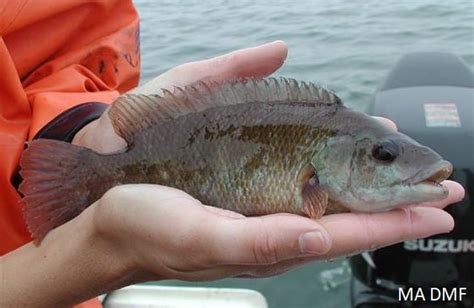 tailwinds meet  fish  friends