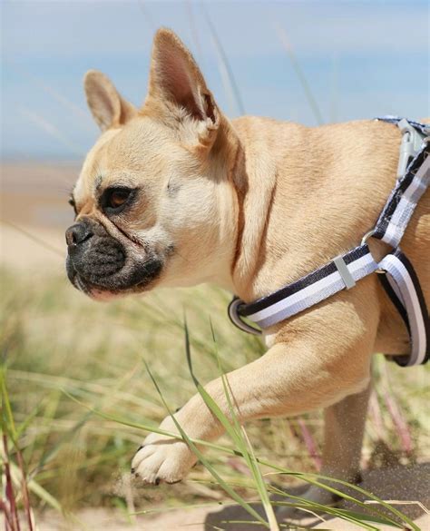 how to wear dog harness 5