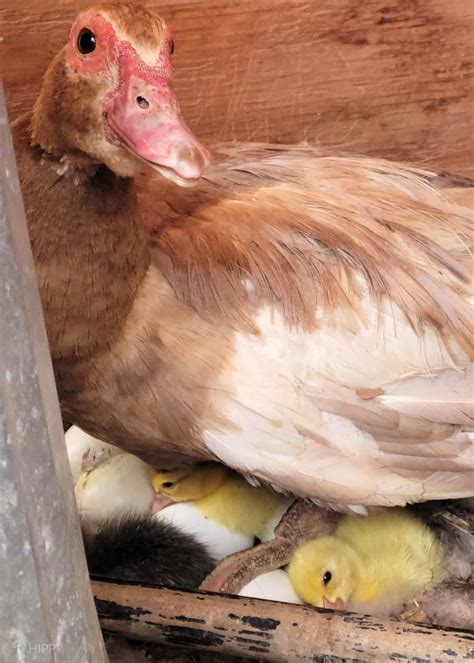 What Color Eggs Do Muscovy Ducks Lay at Ricardo Alba blog