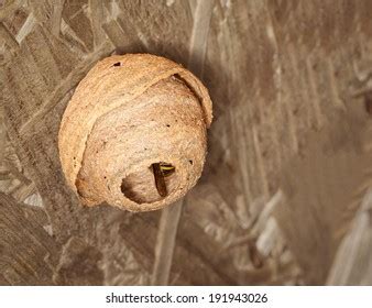 Small Active Wasp Nest Hanging Stock Photo (Edit Now) 191943026