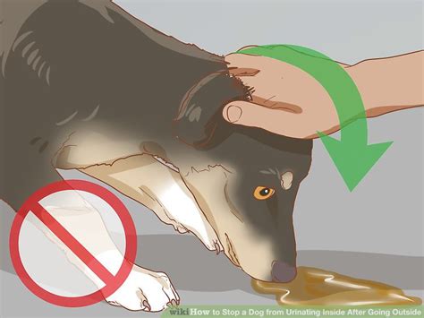 how to stop a dog from urinating inside the house