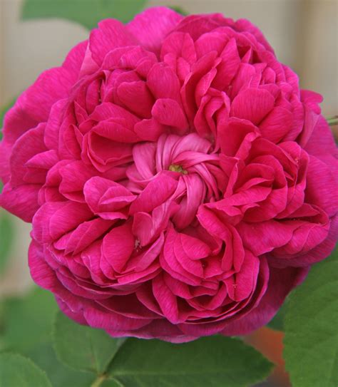 Rosenhof Schultheis – älteste deutsche Rosenschule