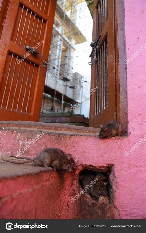 Karni Mata Temple Rat Temple Rajasthan Rats Wall Temple Going Stock ...