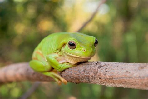 Green tree frog - Australian Geographic