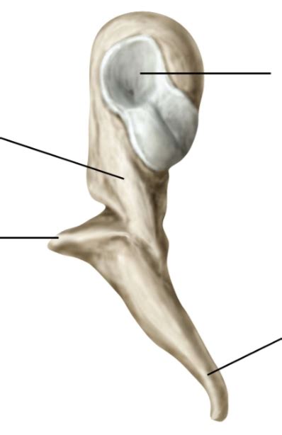 articulation   ossicles  diagram quizlet