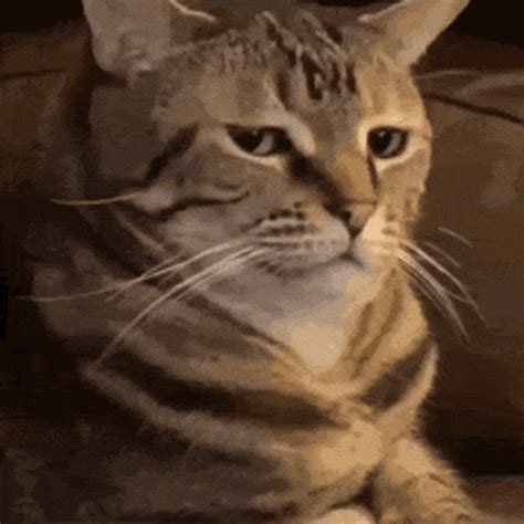 meow gif