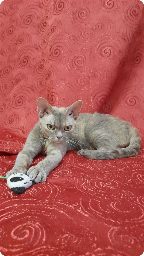 Adopt Clio the Loving Gray Devon Rex Kitten
