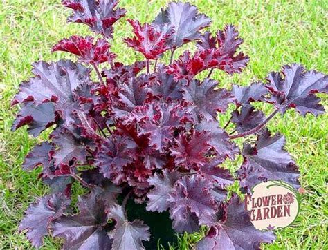Хойхера Melting Fire-(Heuchera Melting Fire) - rosesplants.com