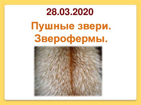 Пушные звери. Зверофермы - презентация онлайн