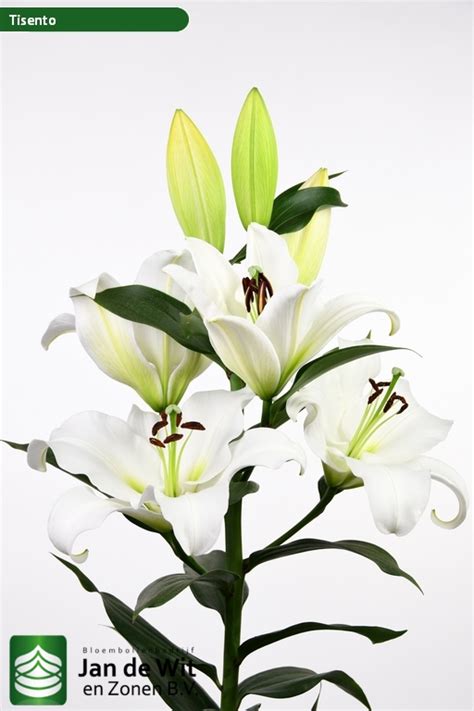 Tisento ® | Lily | Jan de Wit en Zonen B.V.