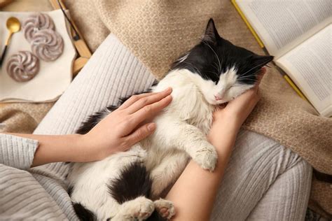 Why Is My Cat Shaking When They Purr? 4 Likely Reasons | Hepper