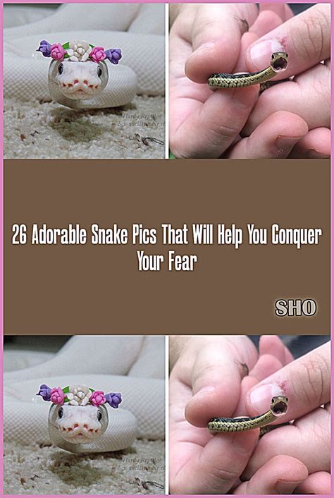 26 adorable snake pics that will help you conquer your fear – Artofit