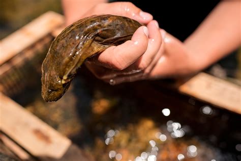 Federal protections proposed for eastern hellbender - WHYY