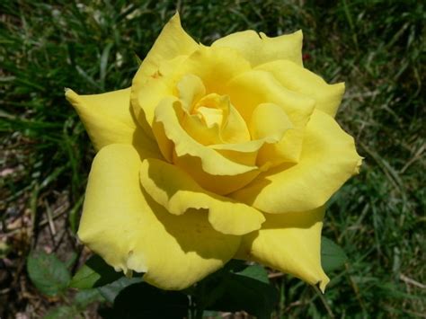 'Mabella ®' Rose