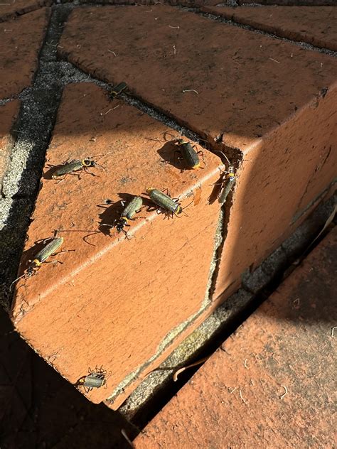 What are these bugs? They are swarming our yard : r/whatisthisbug