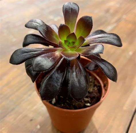 Aeonium: Home Care, Replanting And Propagation, Species