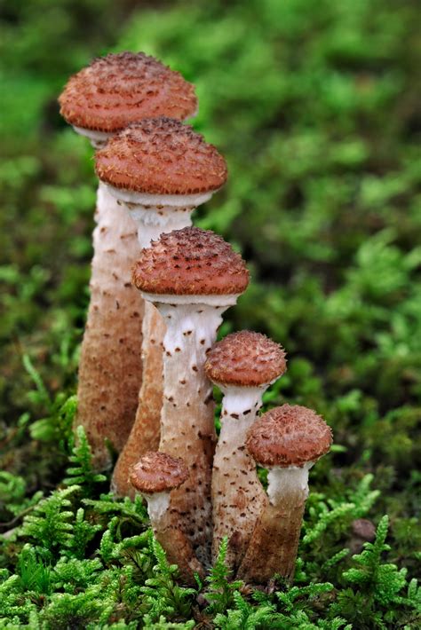 Fungus