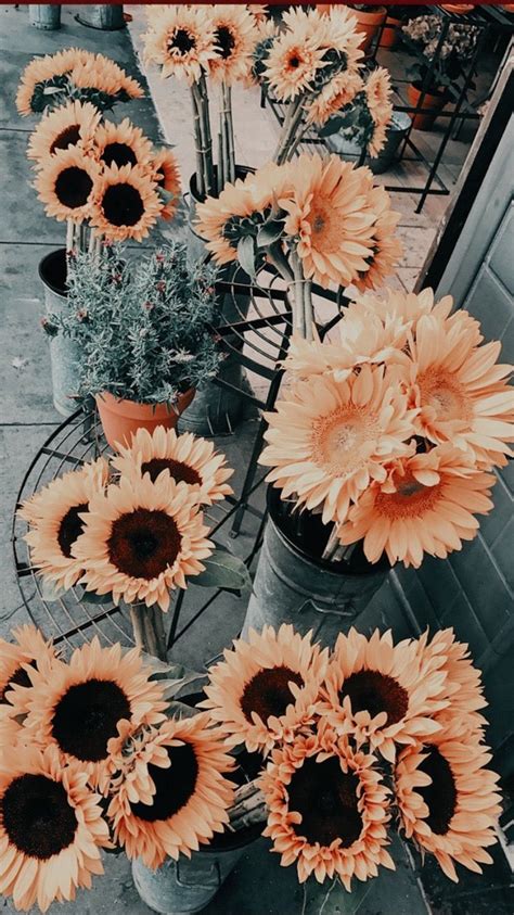 pin  beatriz  sunflower sunflower wallpaper flower wallpaper